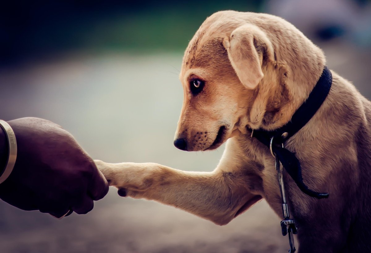 Будем просто дружить. Любовь к животным цитаты. Цитаты про животных. Собака друг человека цитаты. Дружба собаки и человека.