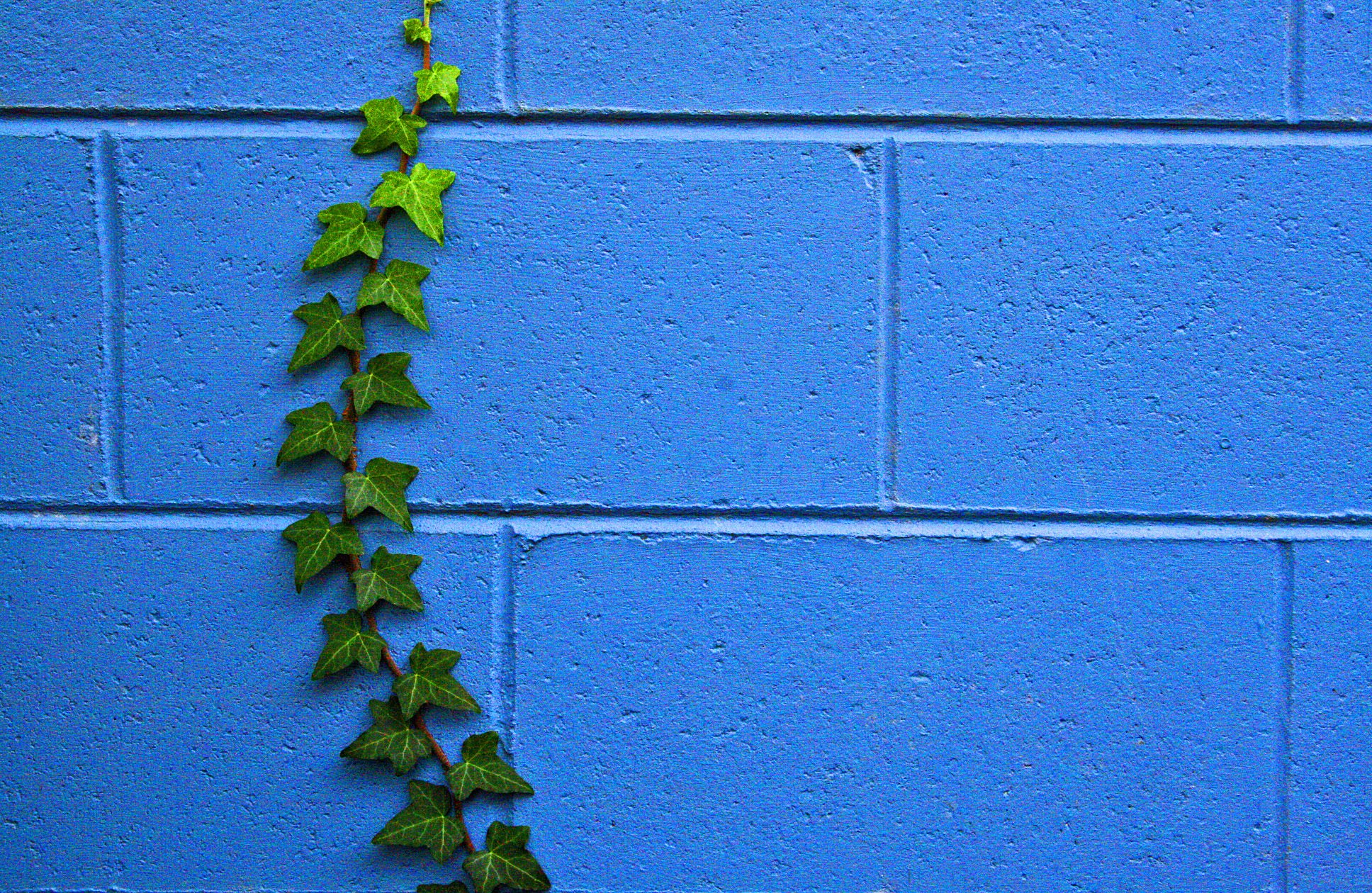 Голубой плющ растение. Плющ с ползучими побегами. Плющ на стене. Ползучие растения на стене. Раствор плюща