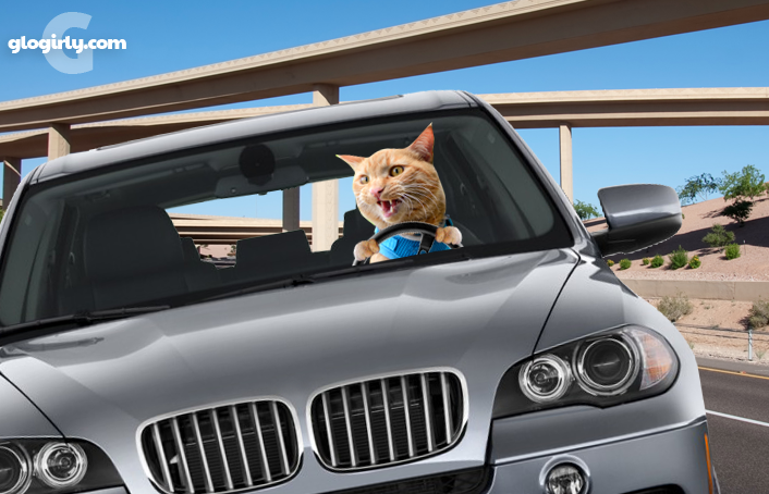 Включи коты номер 4. Кот с БМВ. BMW И кошка. Кошачий БМВ. БМВ С котами.