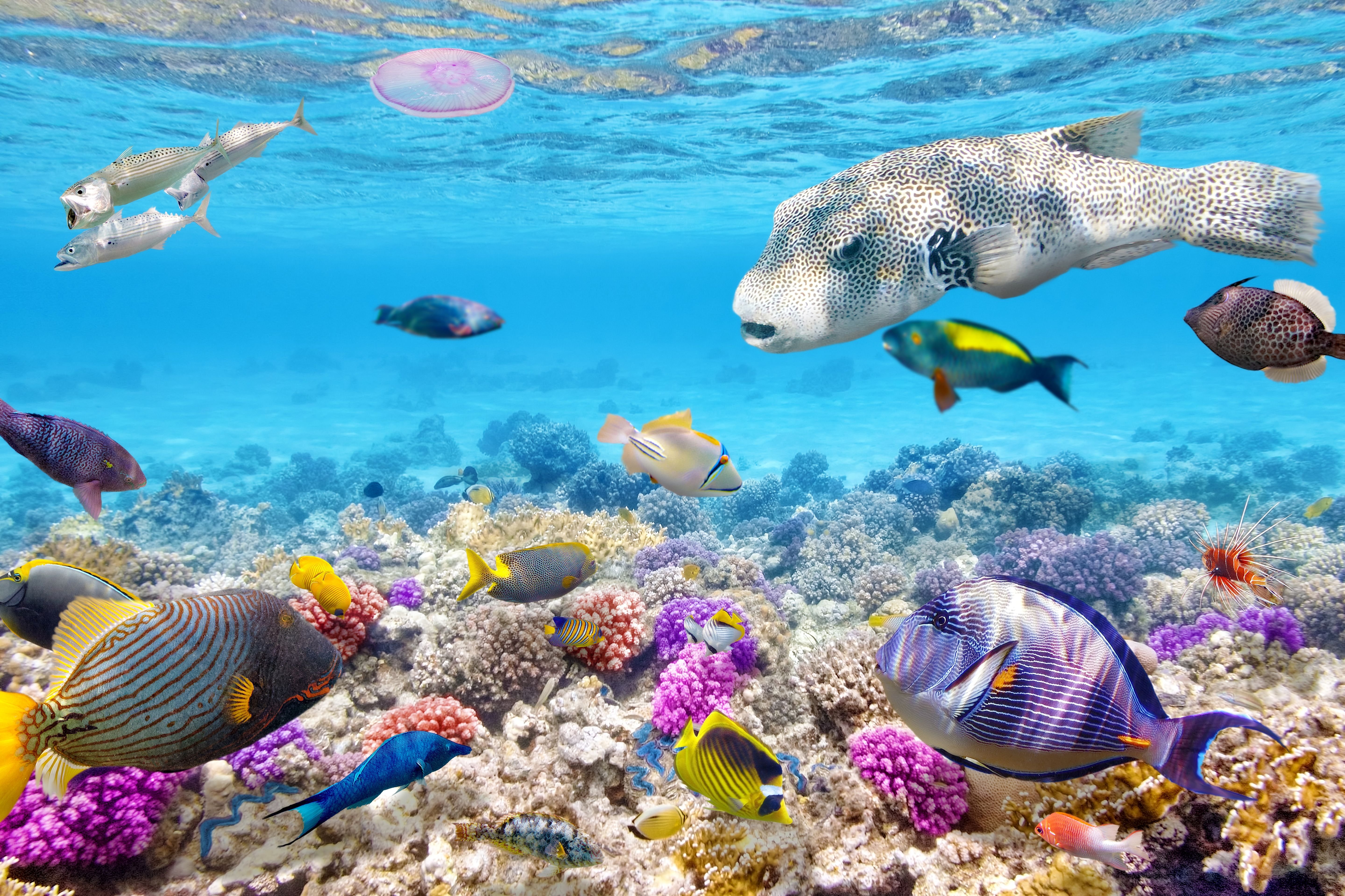 Природа подводный мир. Карибы риф. Подводный риф риф. Барьерный риф Белиз. Риф Шарм-Эль-Шейх.