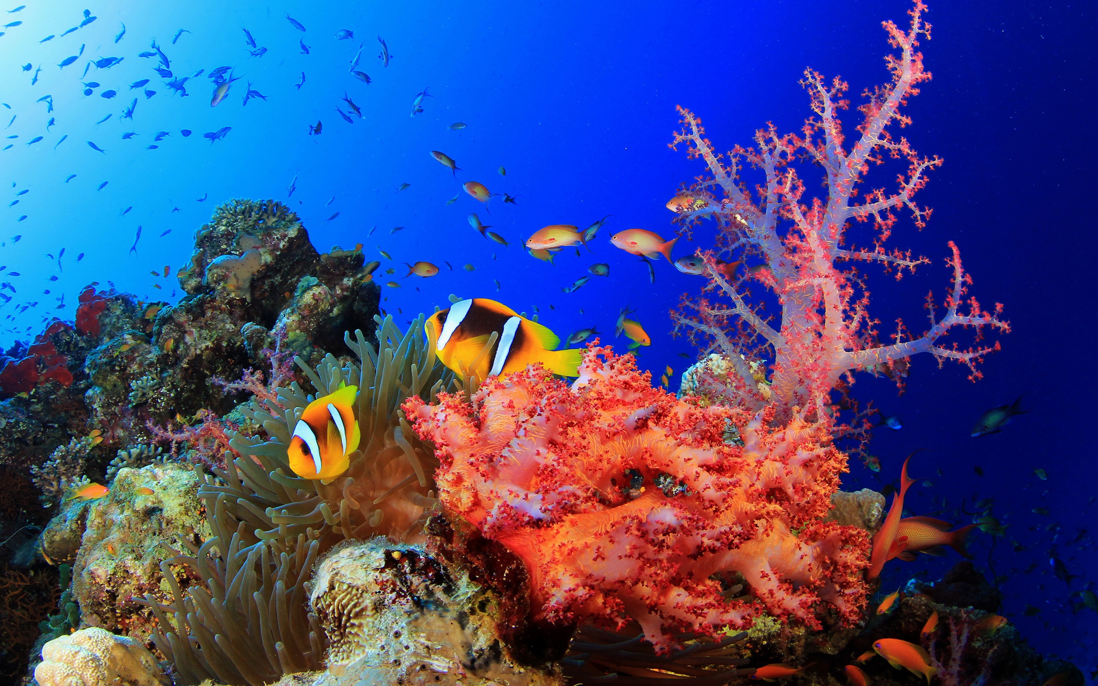 Подводный мир кораллов. Коралловые рифы красного моря. Подводный риф красного моря. Рыбы кораллового рифа красного моря. Рыбки коралловых рифов в Красном море.