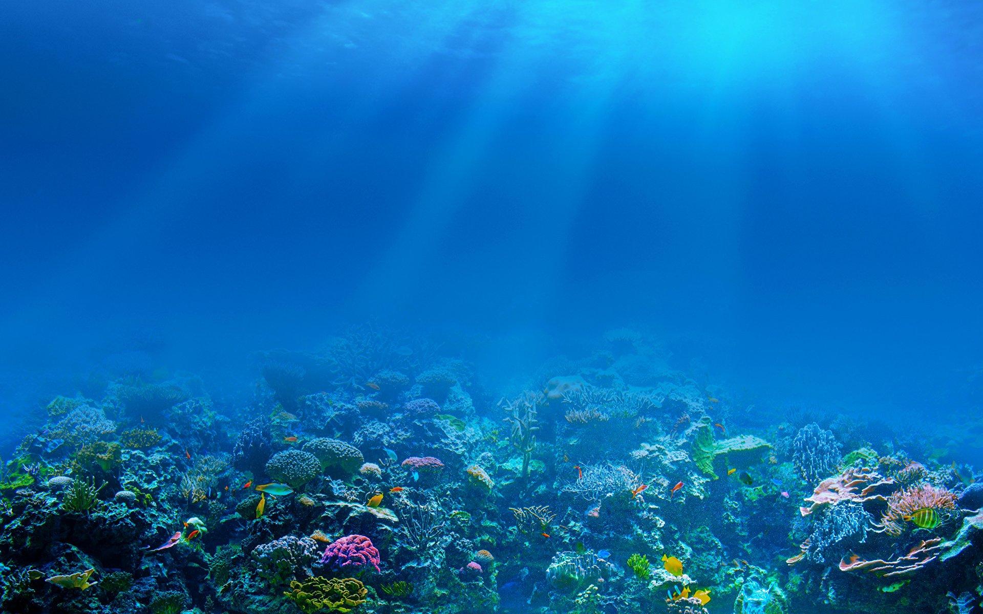 Рифы в океане. Подводный мир. Морское дно. Дно океана. Мир морских глубин