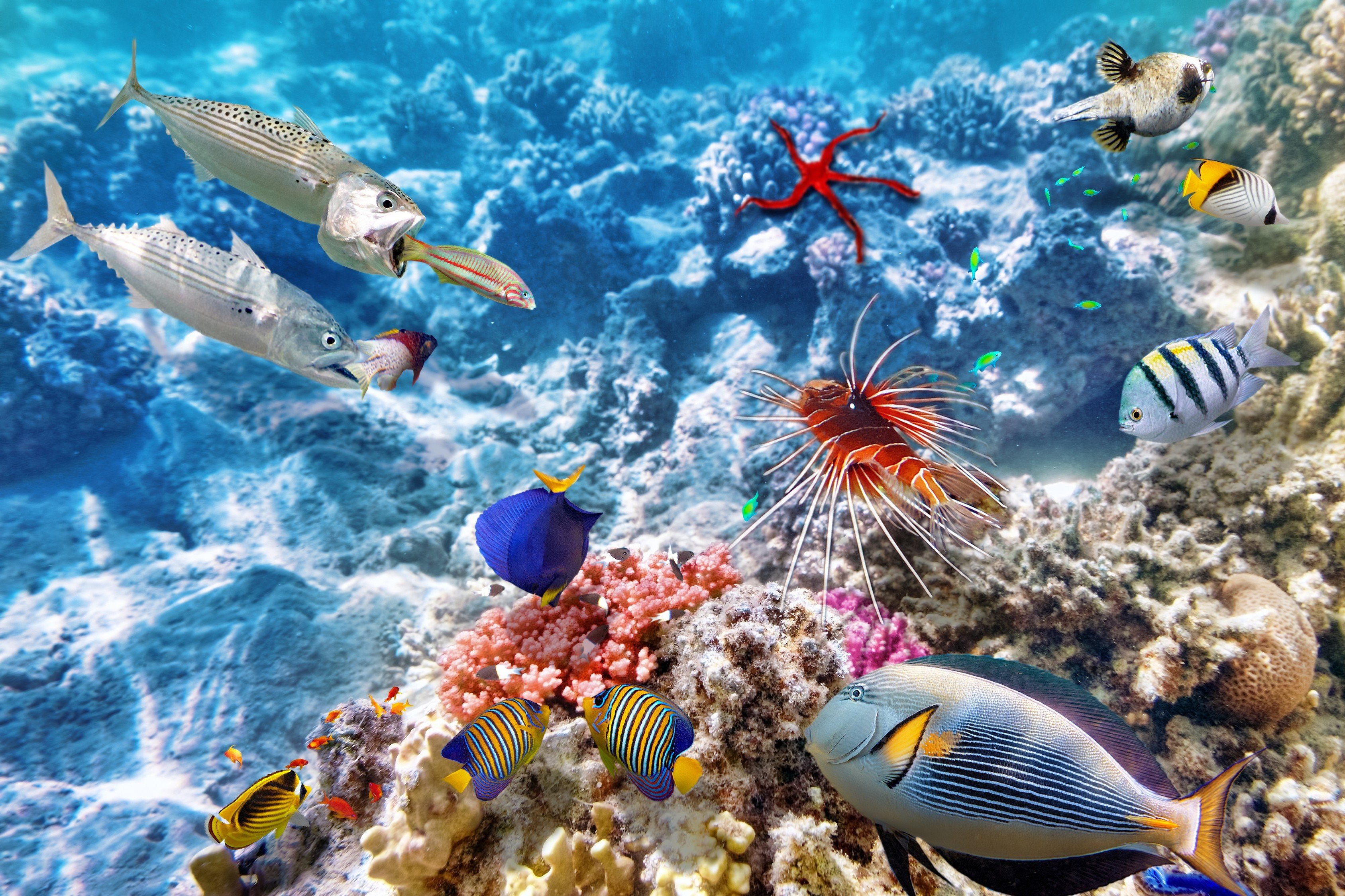Жизнь морского океана. Рифы в океане. Риф Фанадир. Подводный мир. Морской мир.