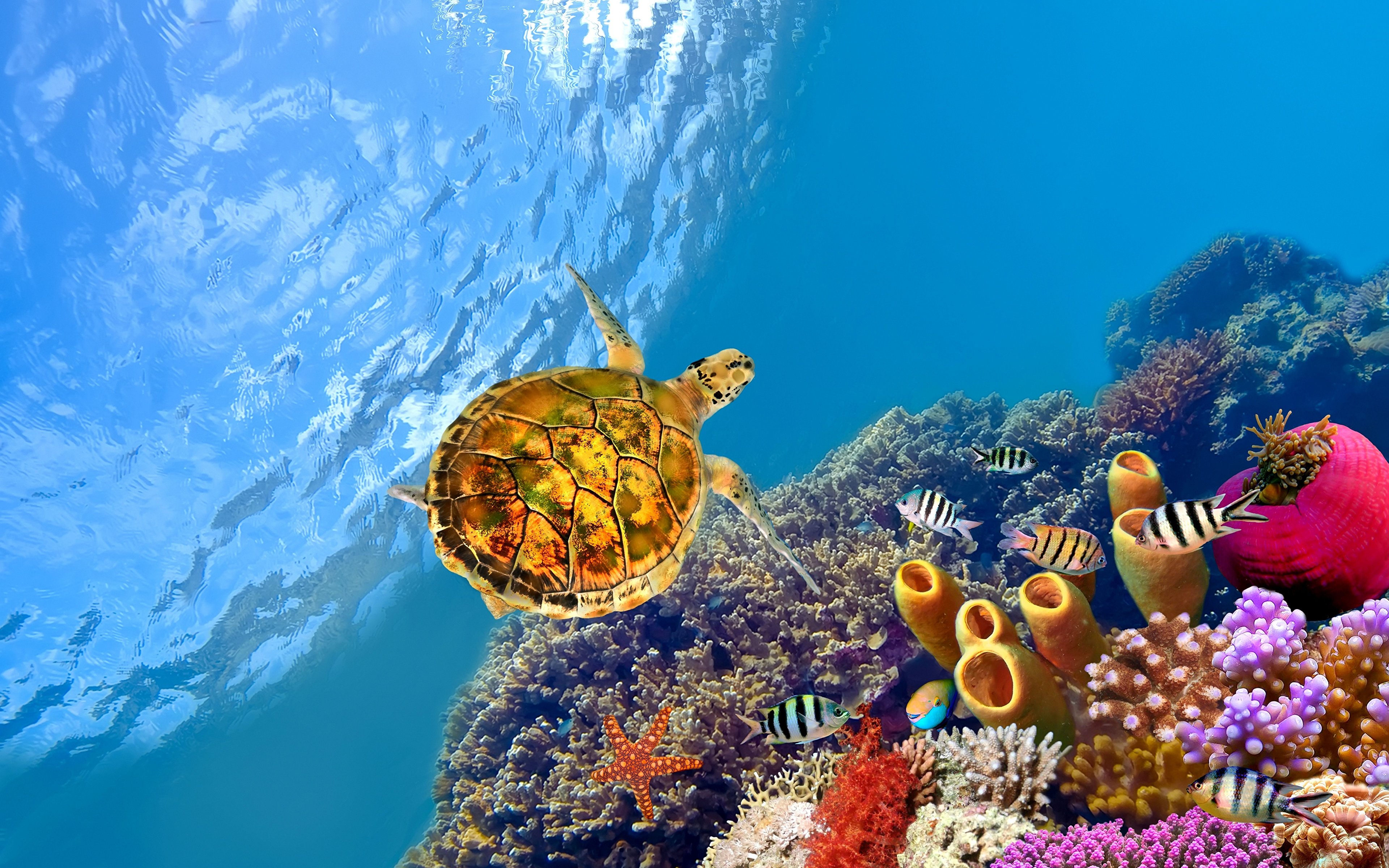 Природа подводный мир. Морская черепаха в коралловых рифах. Шарм-Эль-Шейх подводный мир. Шарм-Эль-Шейх. Морская черепаха Египет.