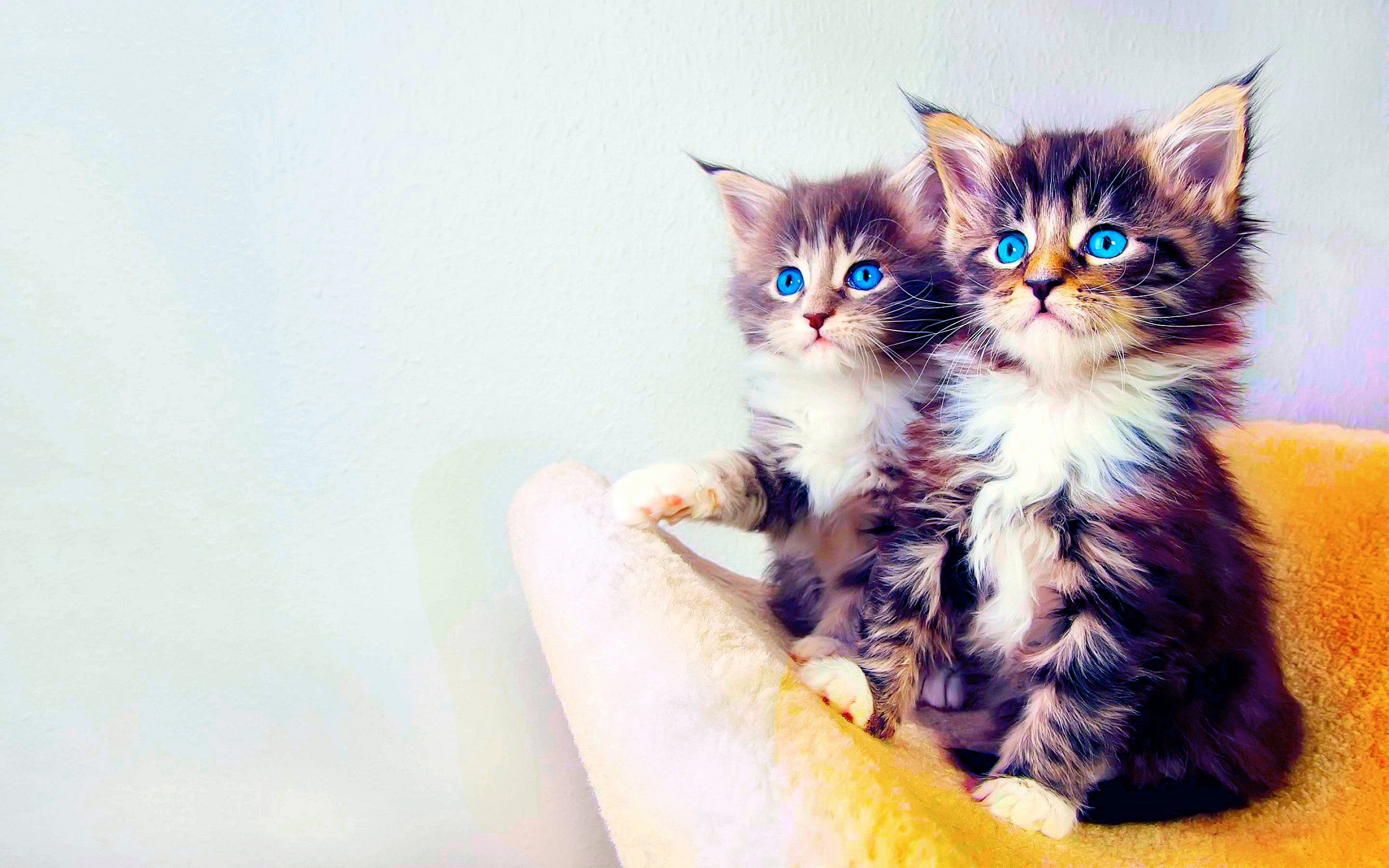 Красивые котята. Милые кошки. Обои с котятами. Красивые котики. Красивый котенок на телефон