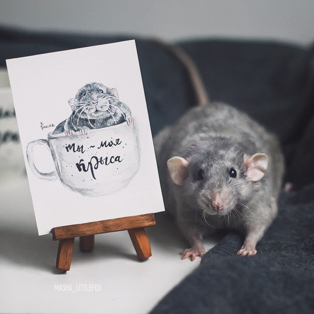 Картинки крысы с надписью. Моя крыска. Любимая крыса. Крыса надпись. Забавные крысы.