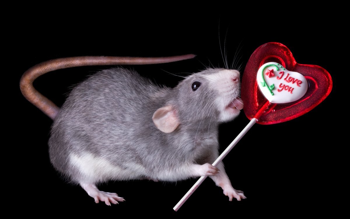 Картинки с крысами с надписями. Крыса. Обои с крысами. Мышь с сердечком. Крыса на заставку.