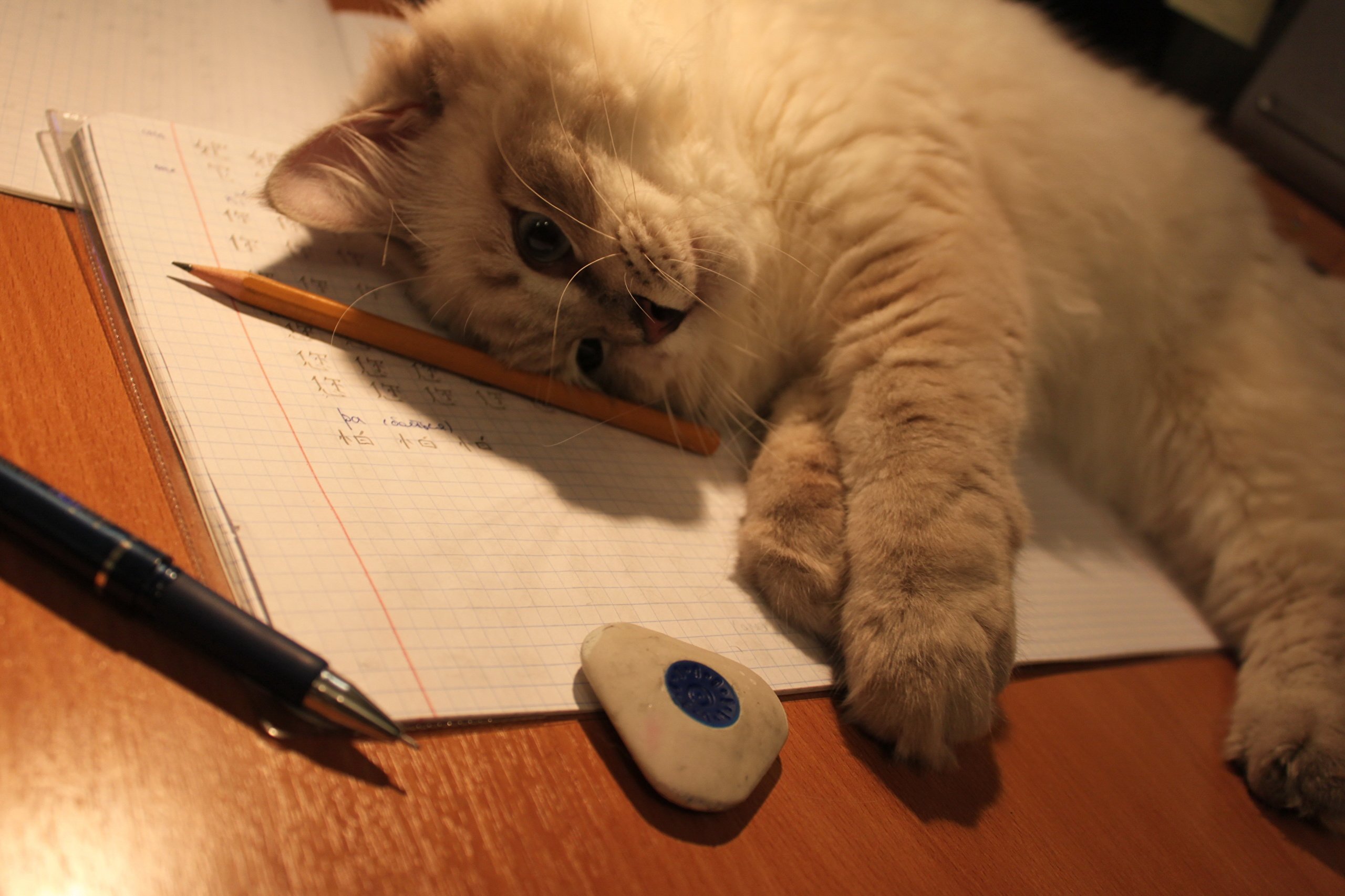 Садись делай уроки. Котики и учеба. Кот учится. Кот с тетрадкой. Кошка писает.