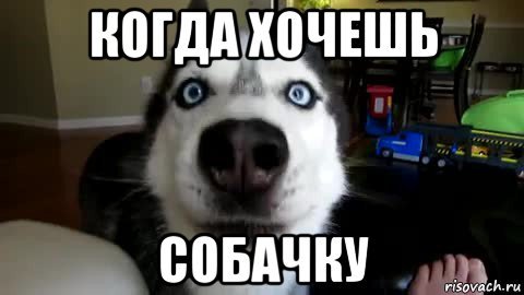 Хочу собаку