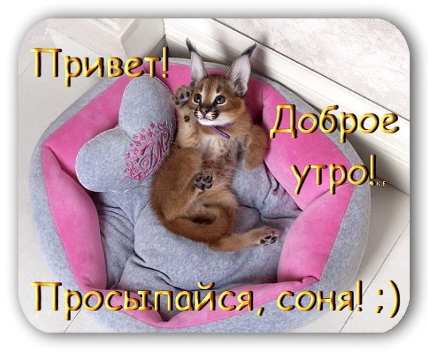 Просыпайся Соня