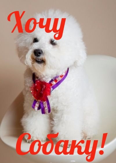 Обои с надписью собака (40 фото)