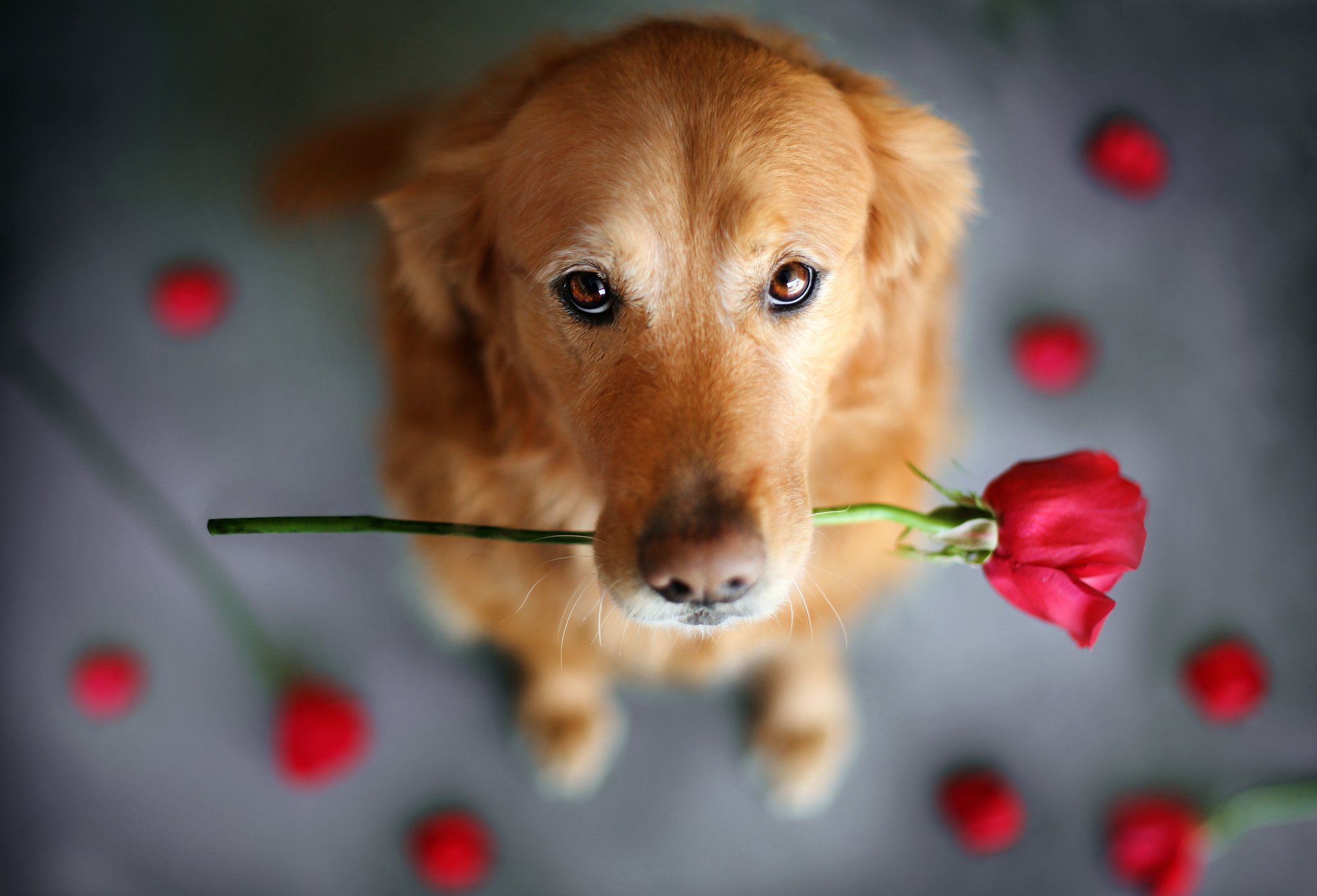 Собачка с цветами. Собачка с цветочком. Красивые собаки. Щенок с цветком.