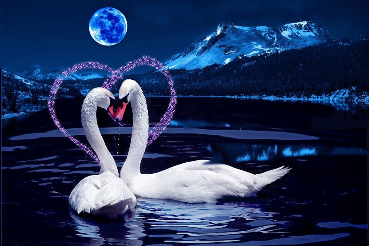 Спокойной ночи романтик. Красивые лебеди. Лебедь ночью. Любовь и лебеди. Два лебедя.