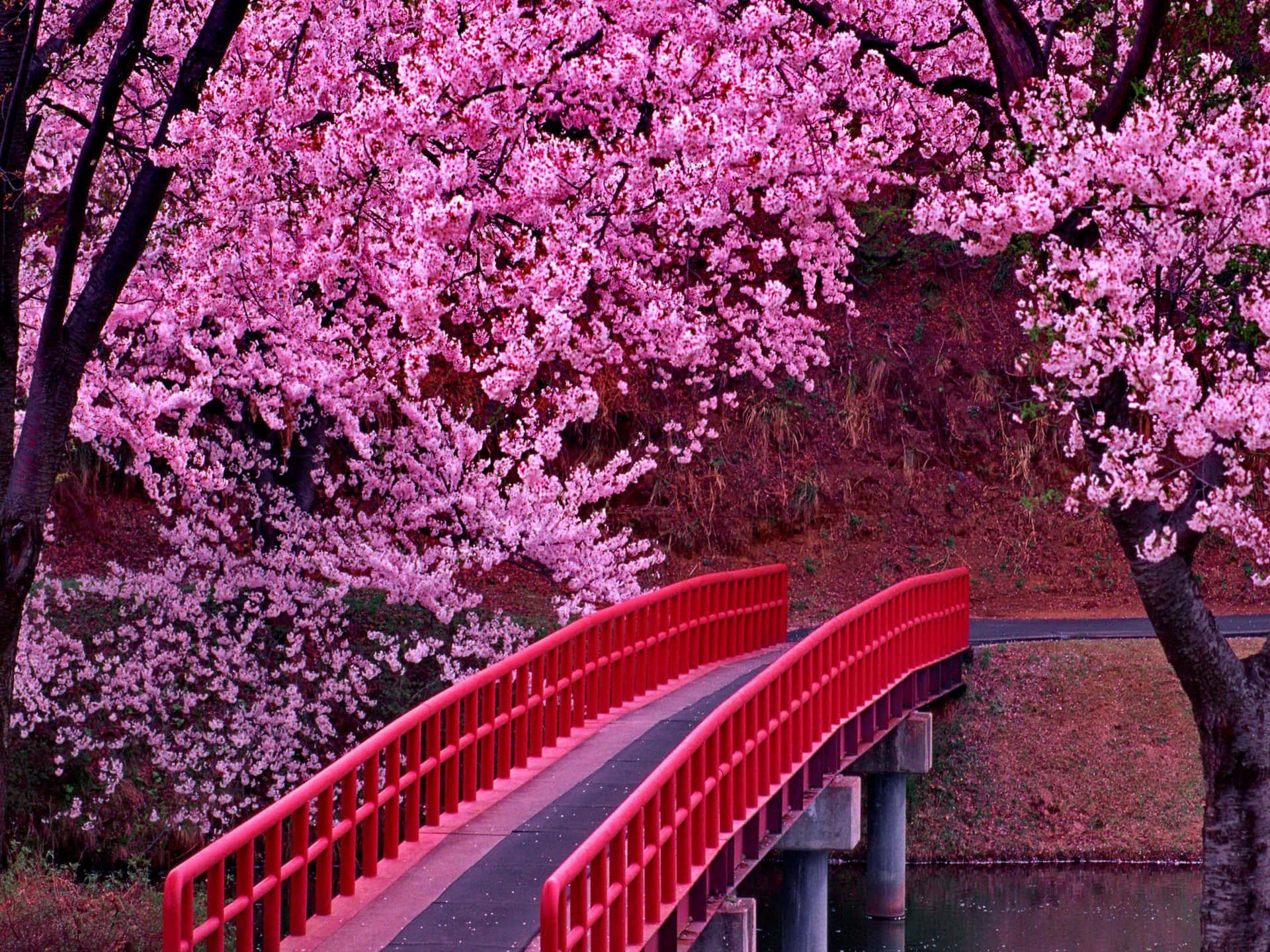 Сакура черри блоссом. Черри блоссом дерево. Сакура Намсан. Цветение Сакуры в Японии сады. Три сакуры