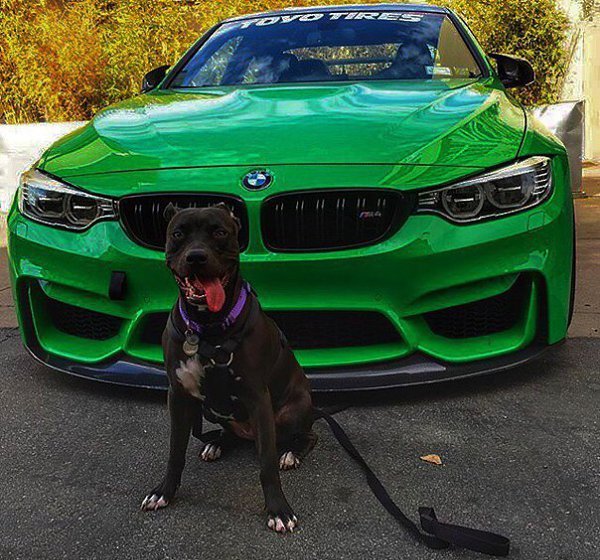 BMW x5 и Доберман