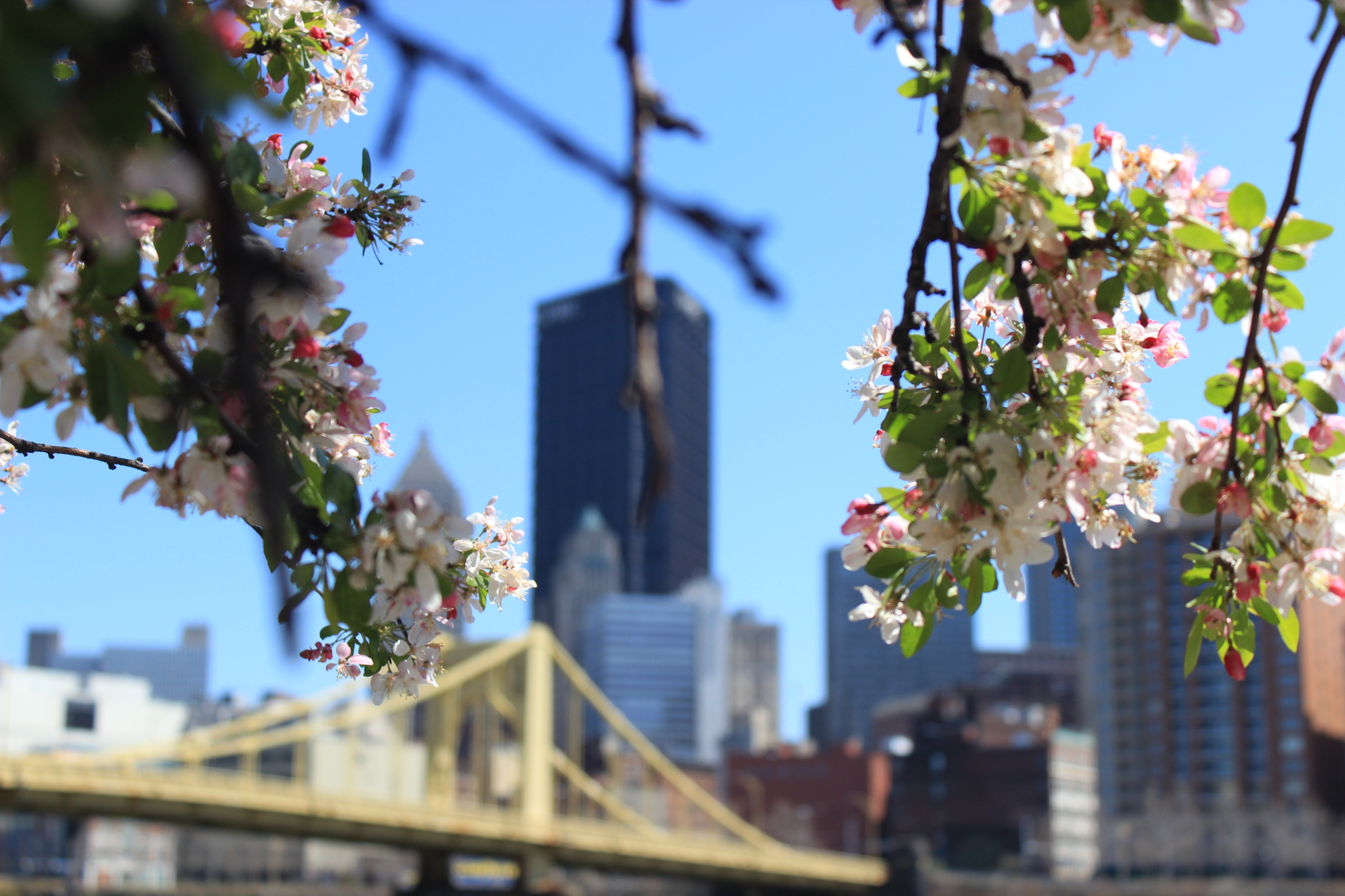 Город зацветет. Весенний город. Город весной.
