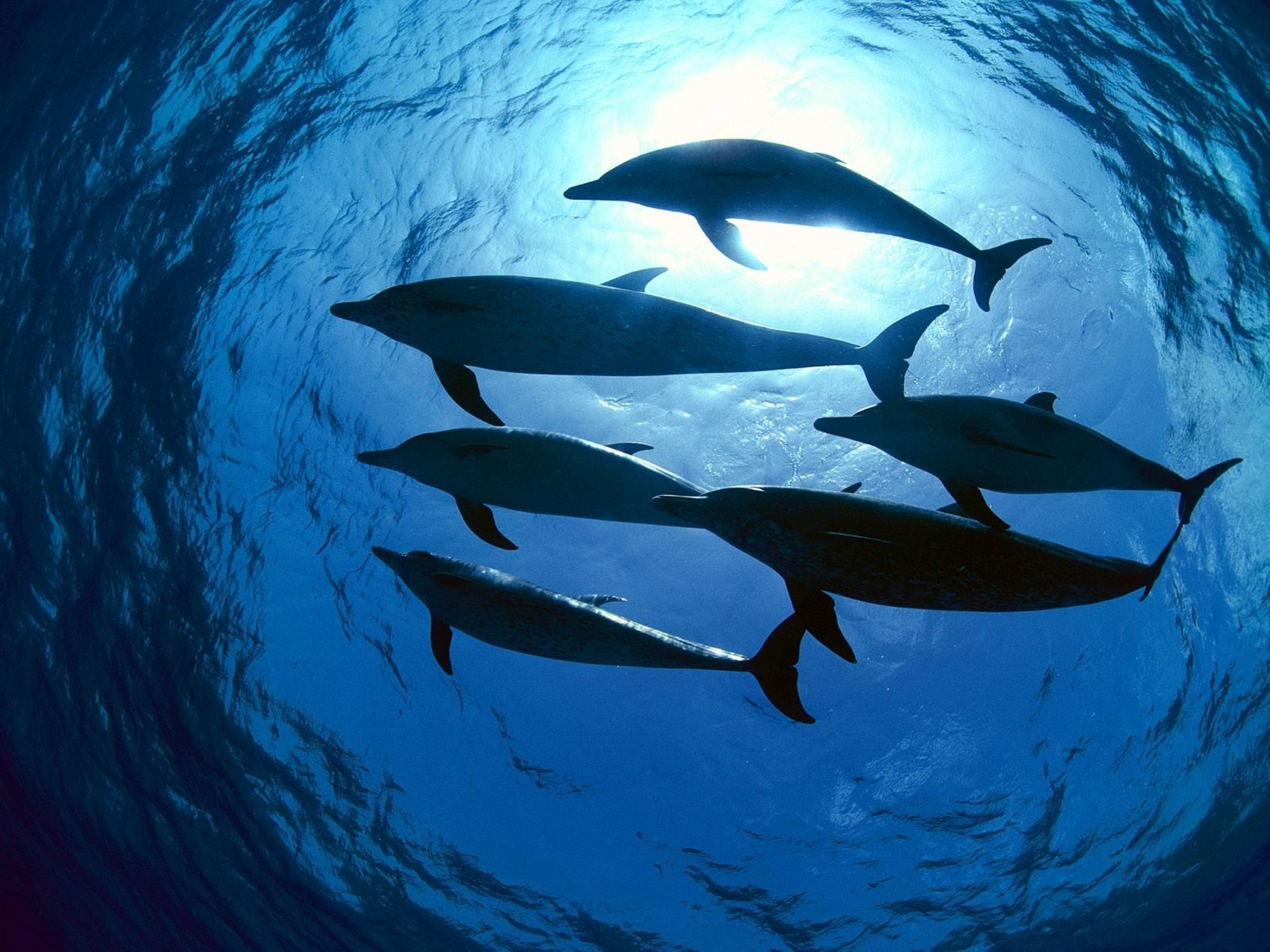 Дельфины живут в море. Дельфины. Стая дельфинов. Дельфины под водой. Картинки на рабочий стол дельфины.