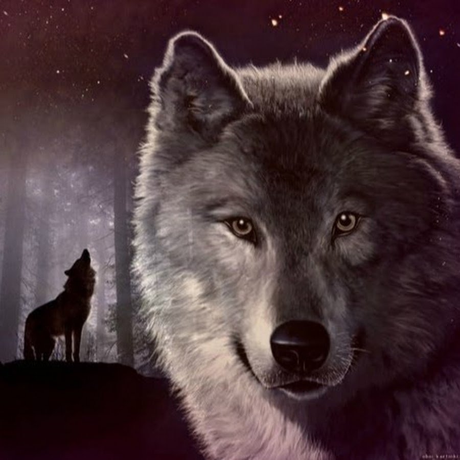 Про жизнь волков. Волк на черном фоне. Слова волка. Одинокие волки. Волк с надписью.