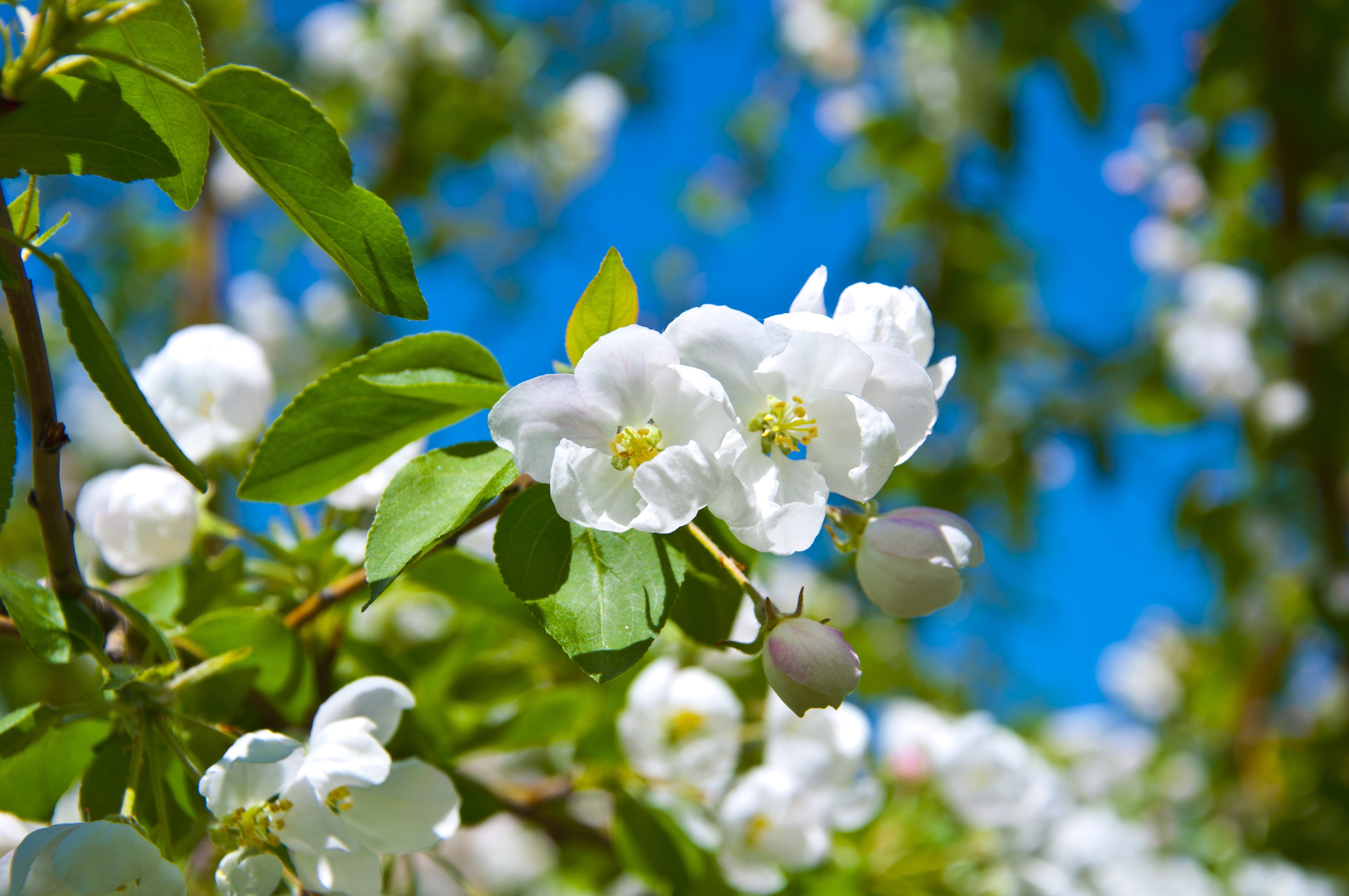 Обои апрель на рабочий стол красивые. Яблоня Сибирская цветение. Яблони в цвету.