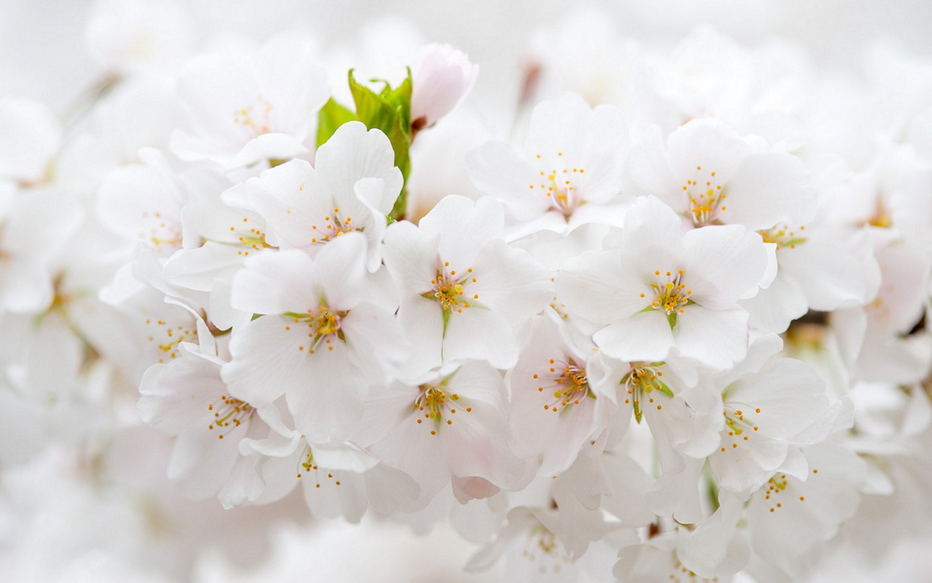 Белые цветочки картинки. Красивые белые цветы. Весенние цветы. Весенний цвет. Нежные весенние цветы.