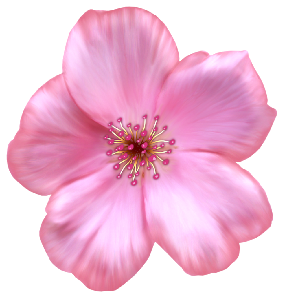 Розовый цветок нарисованный. Лилия Пинк блоссом. Розовые цветы. Цветы без фона. Цветочек розовый.