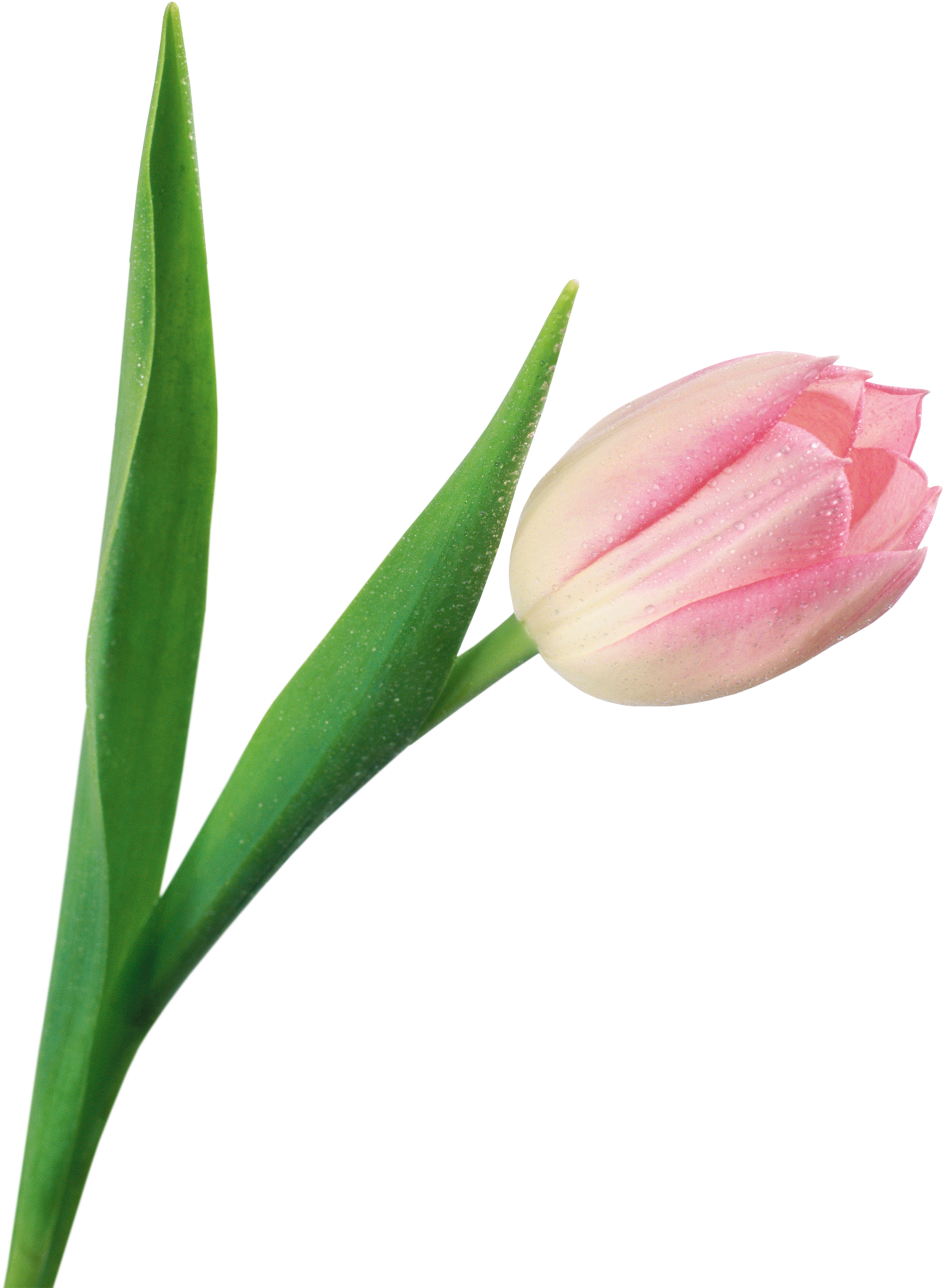Тюльпаны png на прозрачном. Тюльпан. Цветы тюльпаны. Розовые тюльпаны. Тюльпаны на белом фоне.