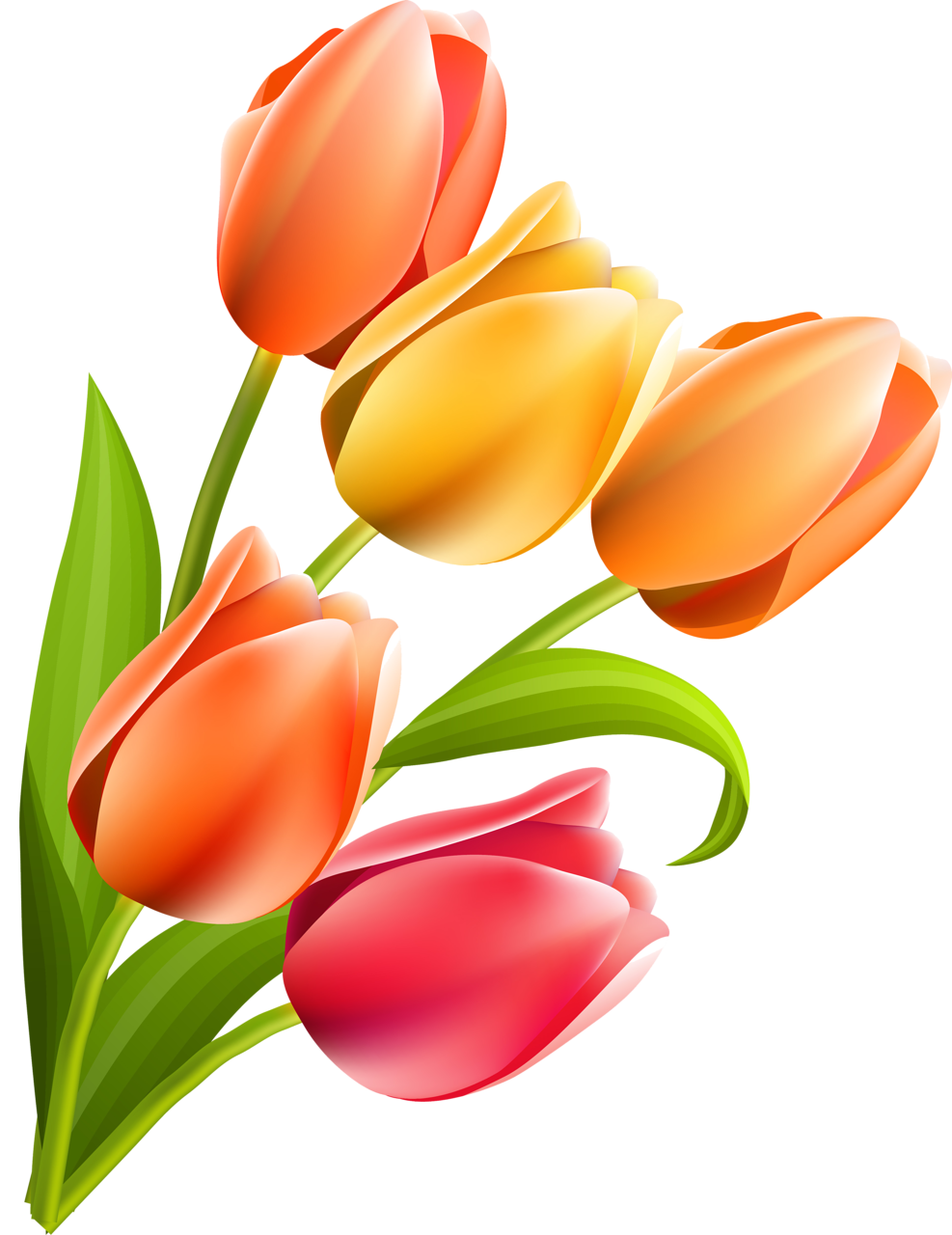 Тюльпаны png на прозрачном