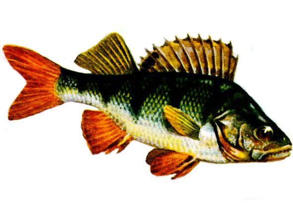 Речной окунь для детей