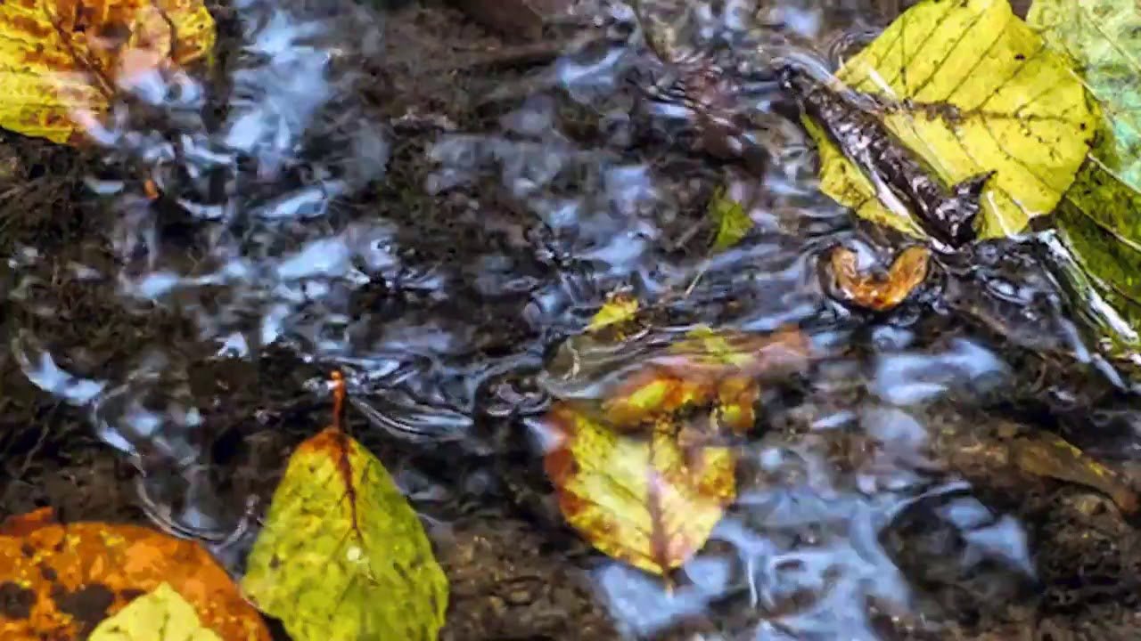 Попав в листья вода с поверхности. Листья в ручье. Листья в луже. Осенние листья в ручье. Желтые листья на воде.