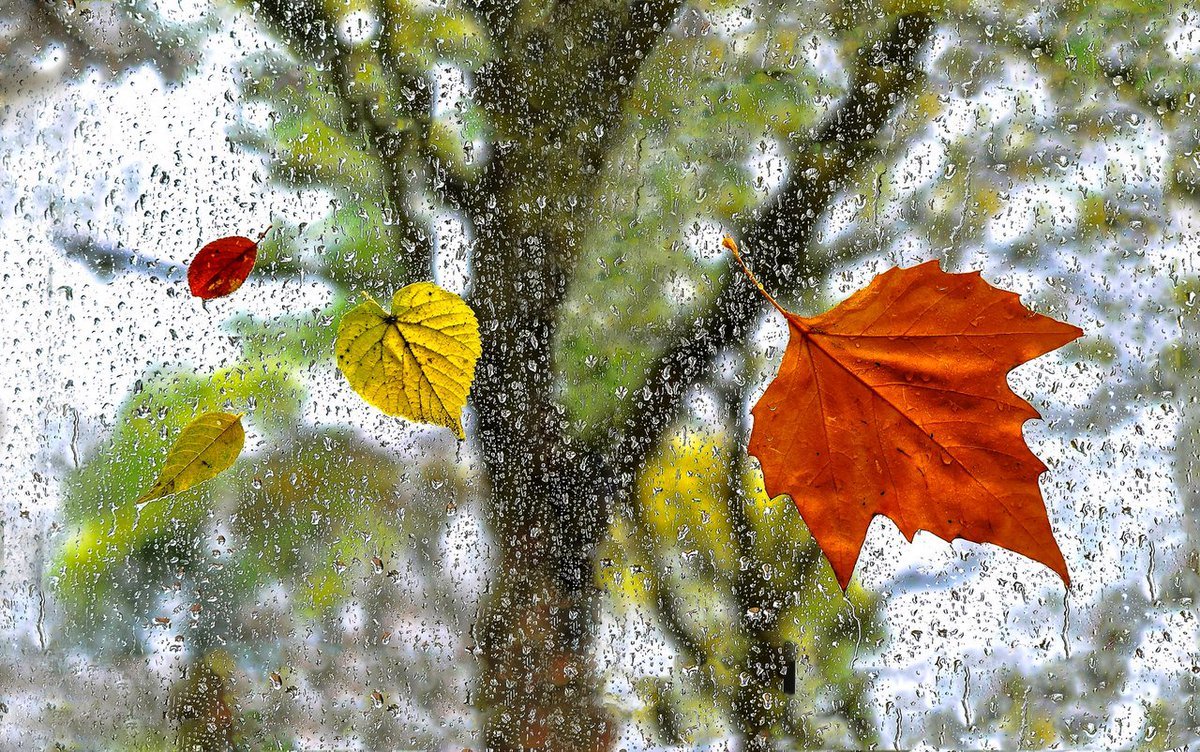 Осень листья дождь: подборка картинок