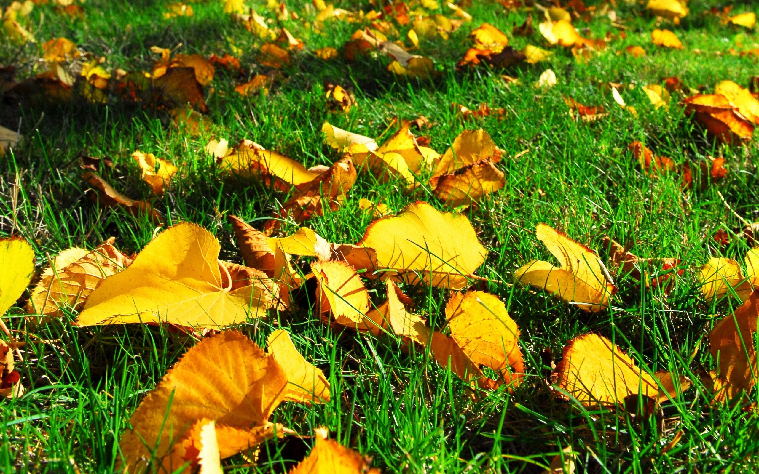Осень. Желтый лист. Осенние листья. Осенняя трава.