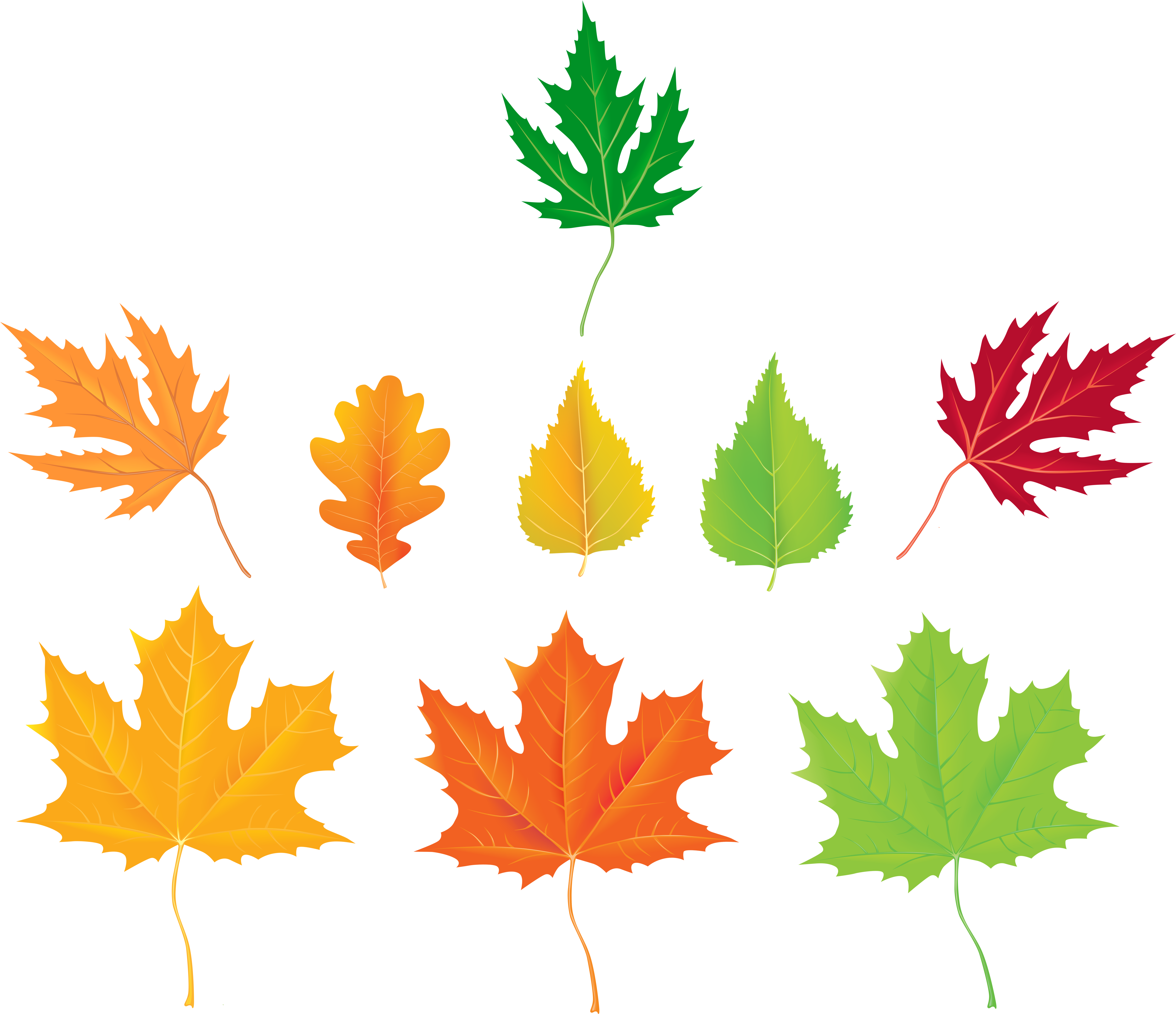 Разноцветный лист клена. Осенние листочки. Цветной лист. Разноцветные листья. Разноцветные листики.