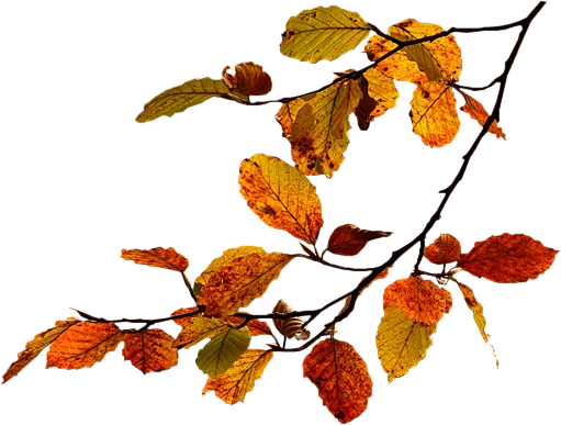 Осенняя ветка дерева на прозрачном фоне