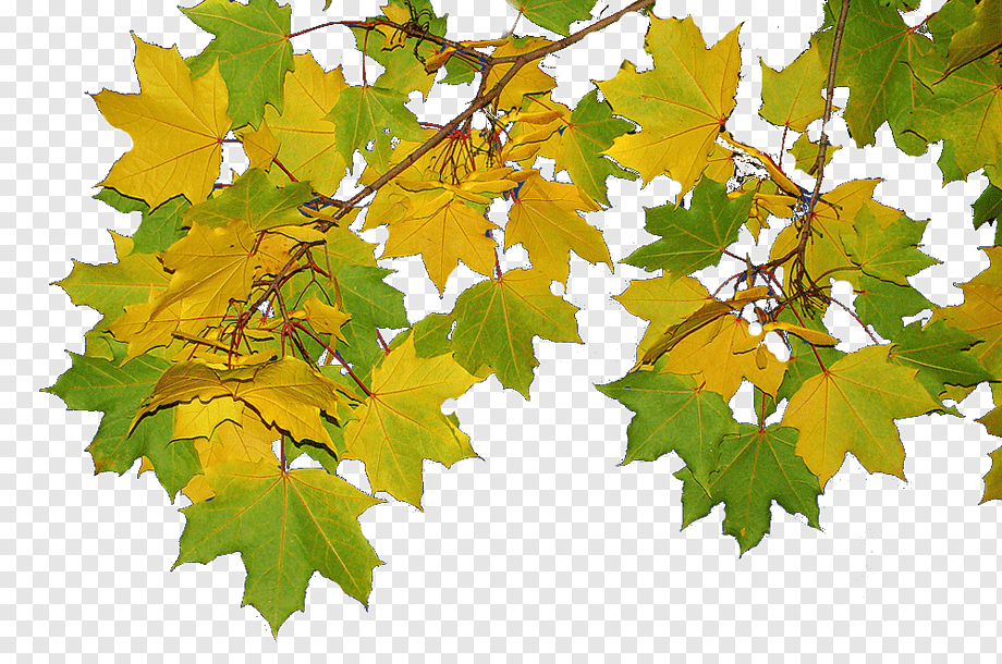 Ветка осенних листьев. Ветка клена. Ветка дерева с листьями. Осенние ветки для фотошопа.
