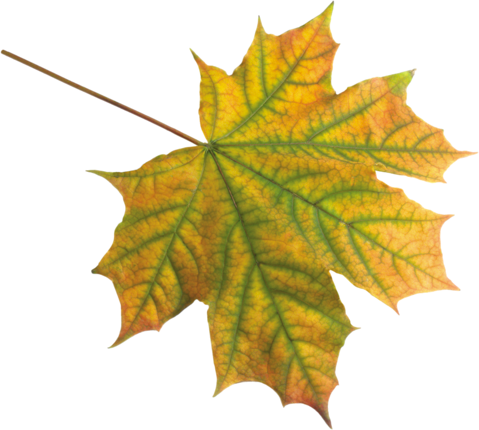 Клен картинки листьев. Кленовый лист. Листики осенние. Кленовые листочки. Осенний листок.