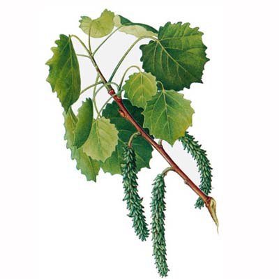 Осина ботаника