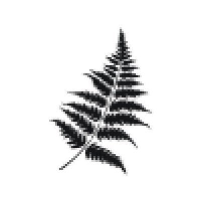 Лист папоротника контур