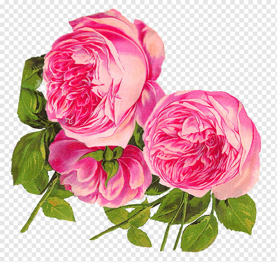 Пионы вектор. Пинк Фловер. Pink Rose Rosa Centifolia. Камелия пионовидная. Пионы на прозрачном фоне.
