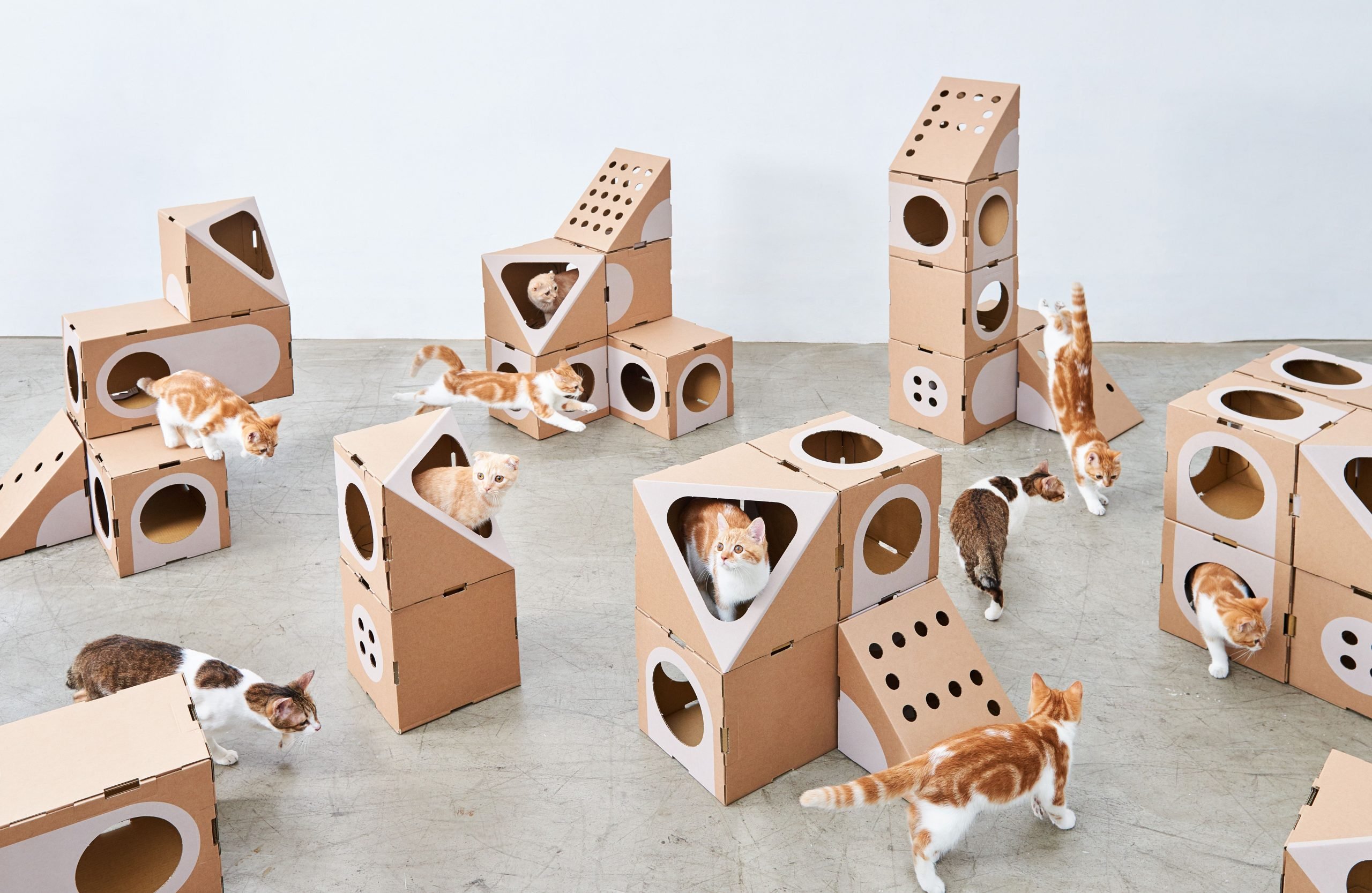 Cat thing. Картонный Лабиринт для кошек. Картонный домик для кошки. Домик для кошки из картона. Домик для кошки из коробок.