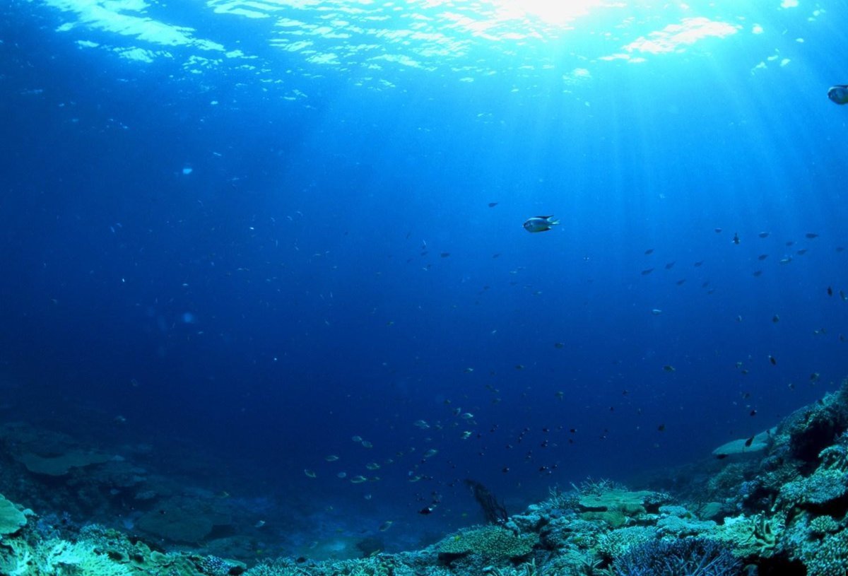Мир морских глубин. Подводный мир Марианской впадины. Глубина Тихого океана. Марианский желоб подводный мир. Дно океана.