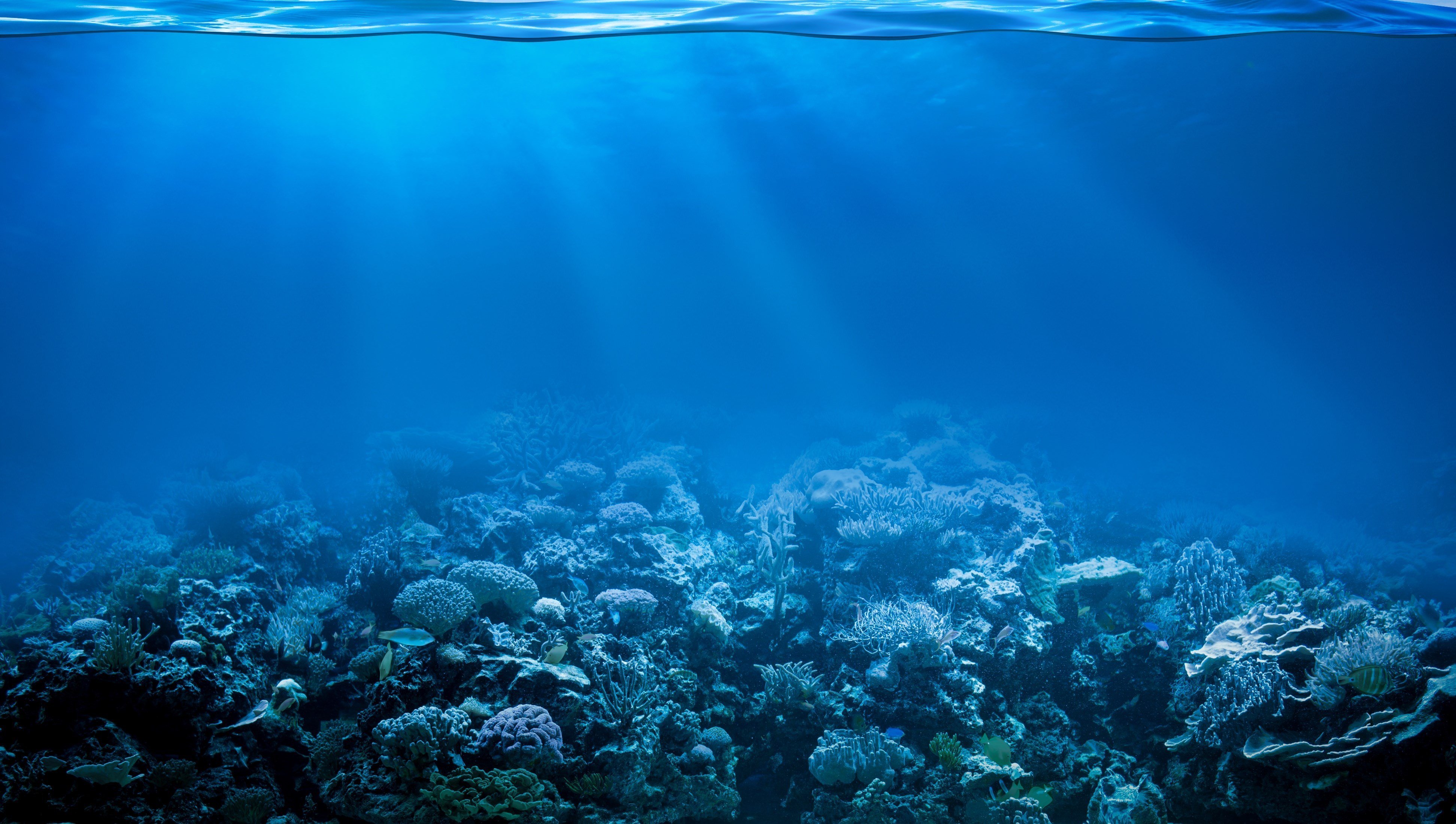 Мир подводной глубине. Морское дно. Дно моря. Море под водой. Дно океана.