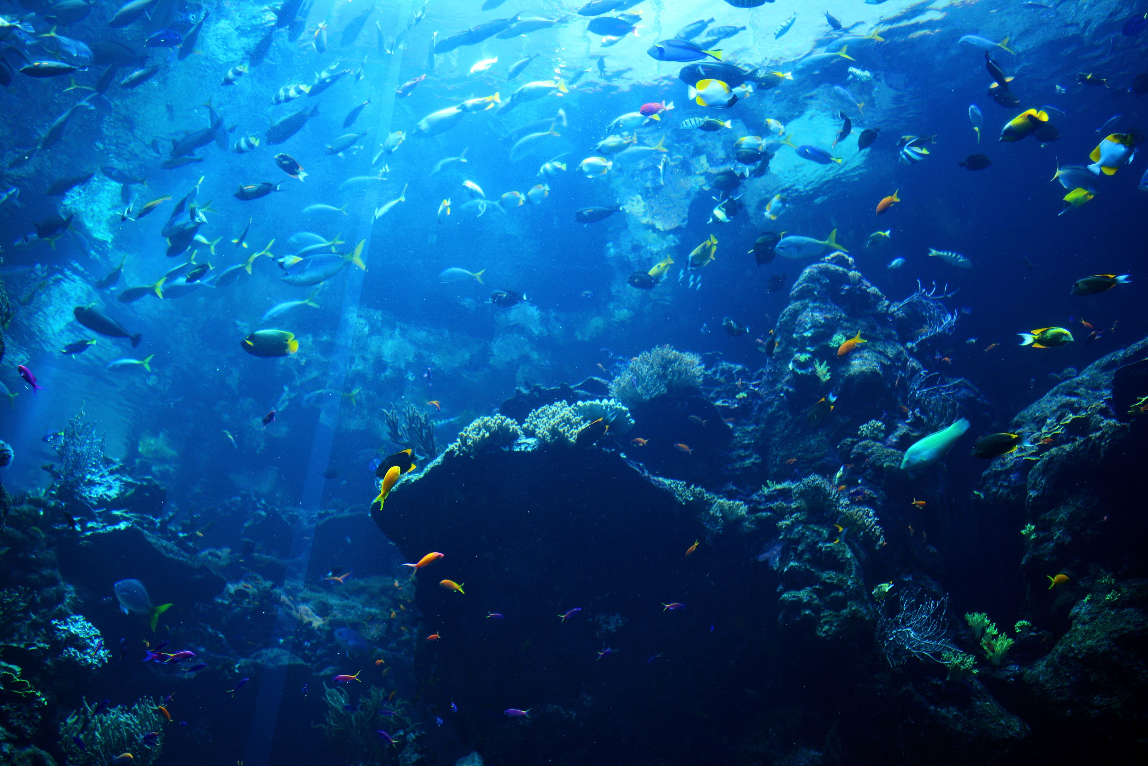 Подводные глубины океана