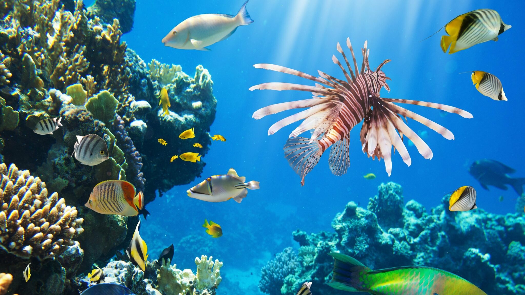 Природа подводный мир. Банановый риф Мальдивы банановый риф Мальдивы. Риф Шарм-Эль-Шейх. Коралловый риф Маврикий. Большой Барьерный риф рыбы.