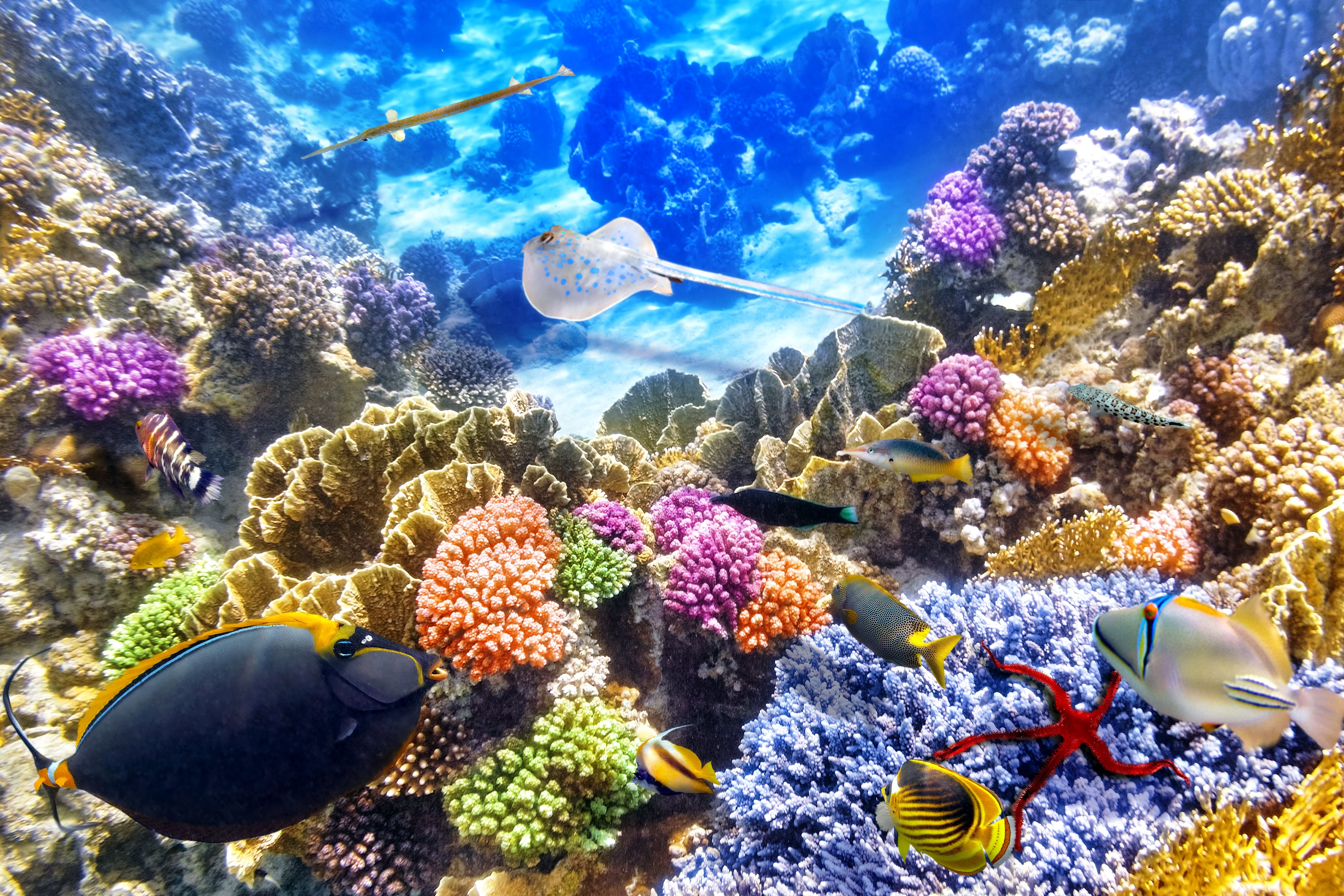 Подводный мир кораллов. Морской парк на рифах Туббатаха. Подводный риф риф. Морской заповедник Саут-Уотер-Кей,. Коралловый риф Бора Бора.