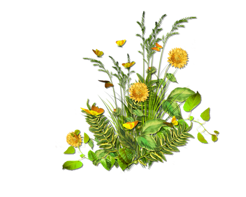 Полевые цветы на прозрачном фоне