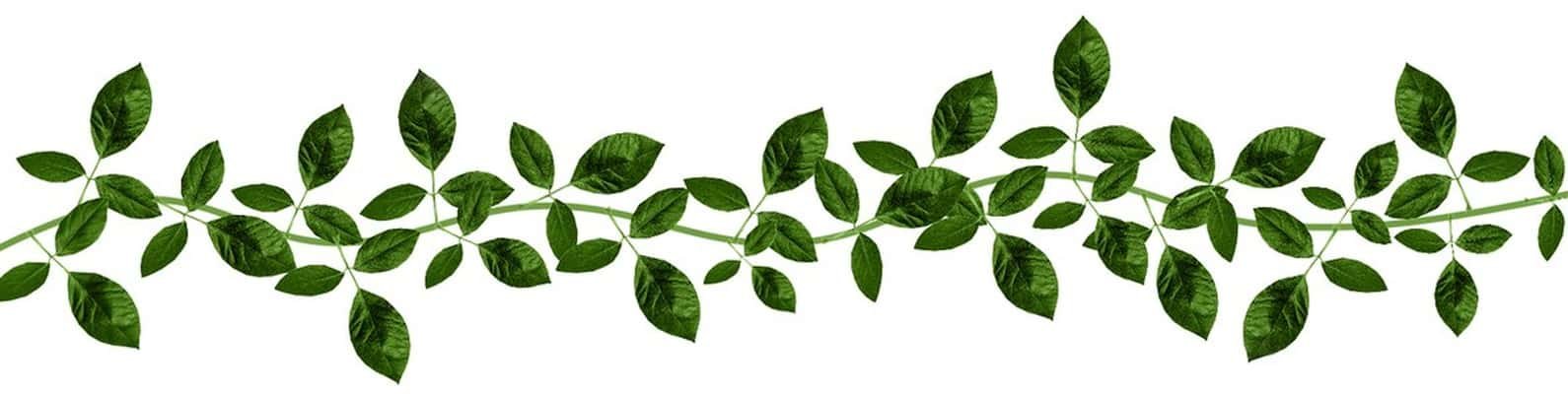 Page plant. Зеленая веточка. Растения без фона. Ветка с листьями. Полоска из зеленых листьев.