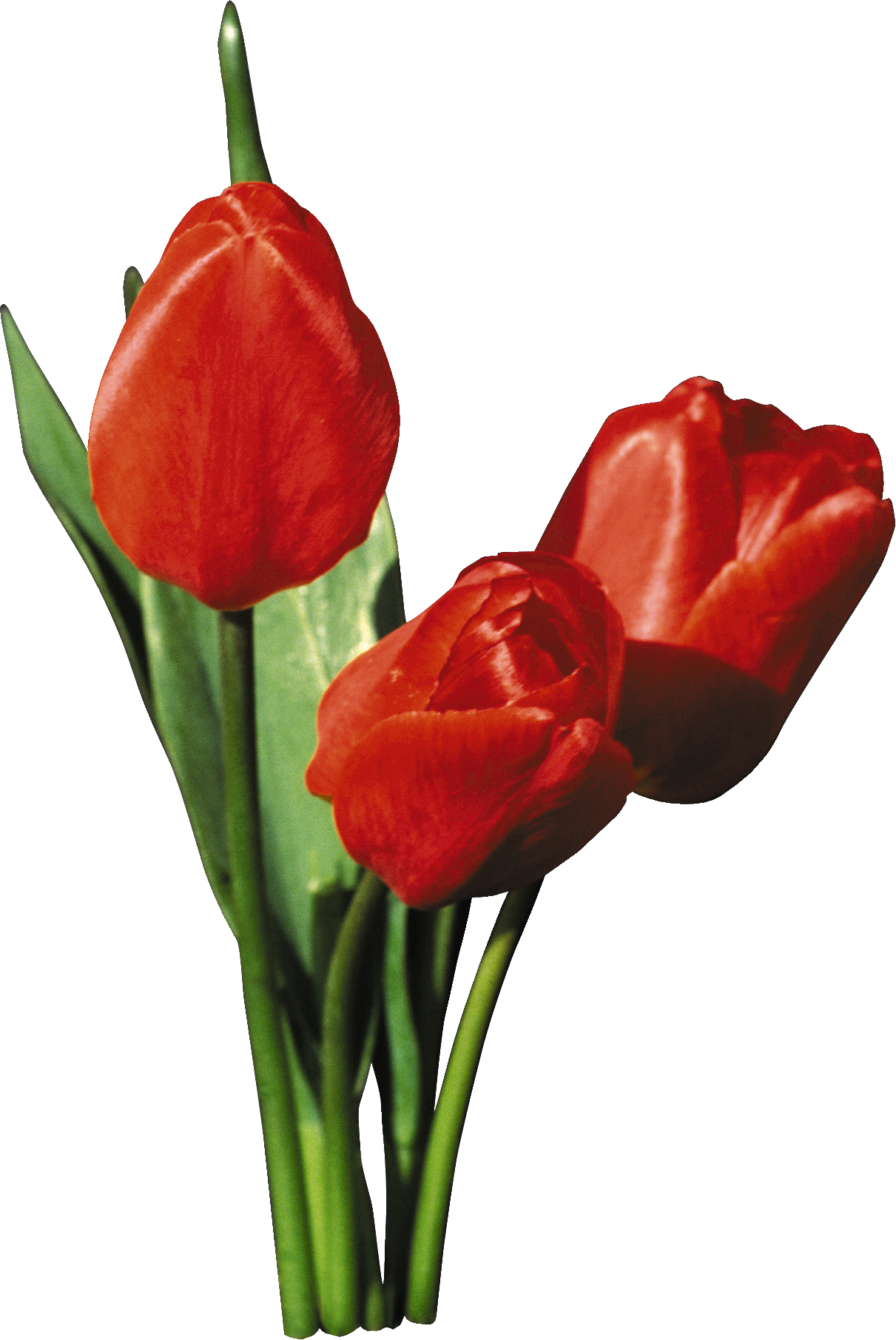 3 красных тюльпана. Красные тюльпаны. Красные тюльпаны на белом фоне. Три тюльпана. Один красивый тюльпан.