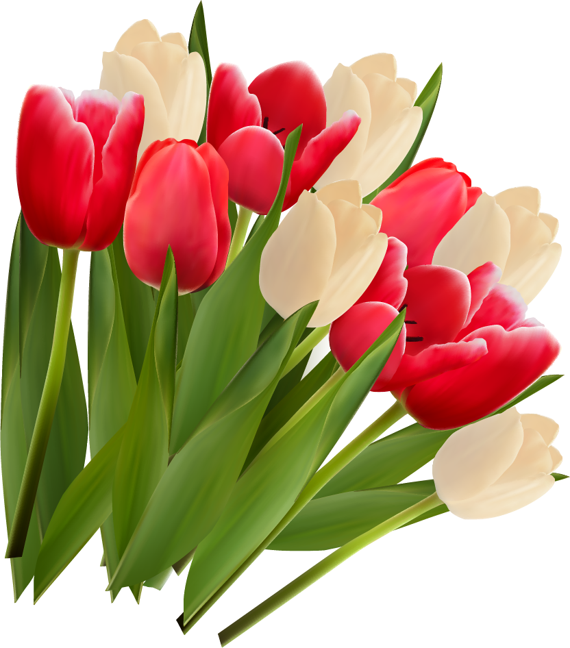 Тюльпаны png на прозрачном. Тюльпаны. Векторные тюльпаны. Цветочки тюльпаны. Красивые тюльпаны.
