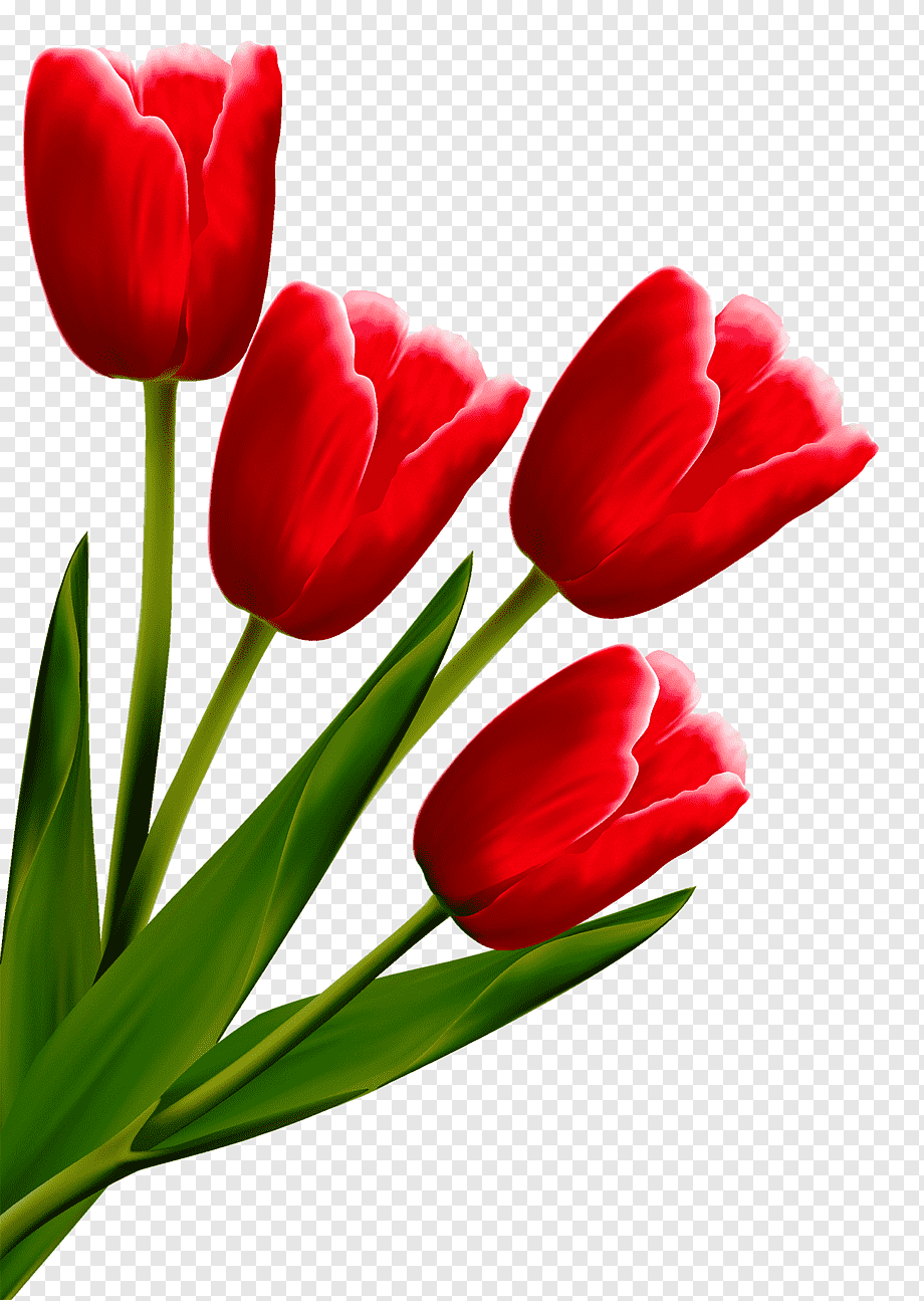 Тюльпаны png на прозрачном. Цветы тюльпаны. Тюльпан рисунок на прозрачном фоне. Цветы тюльпаны на прозрачном фоне. Цветы тюльпаны на белом фоне.
