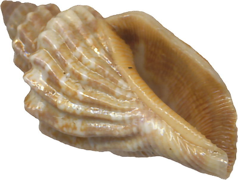 Прозрачный моллюск